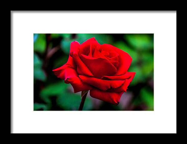 Spring Flowers Framed Print featuring the photograph Red Rose 2 by Az Jackson