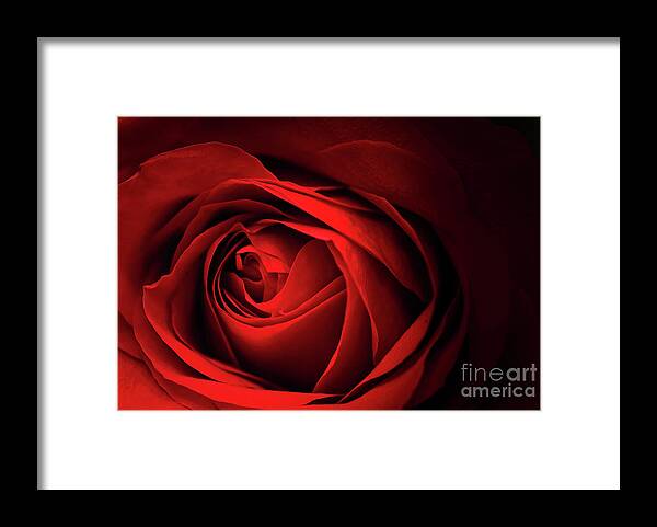 Red Framed Print featuring the photograph Red Rose Close by Charline Xia