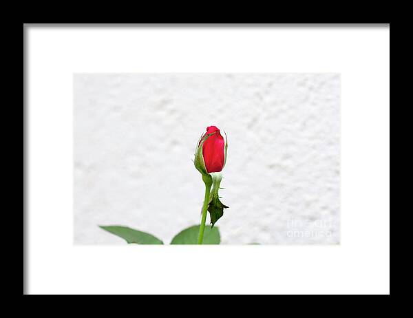Flower Framed Print featuring the photograph Red rose in a garden by Ilan Rosen