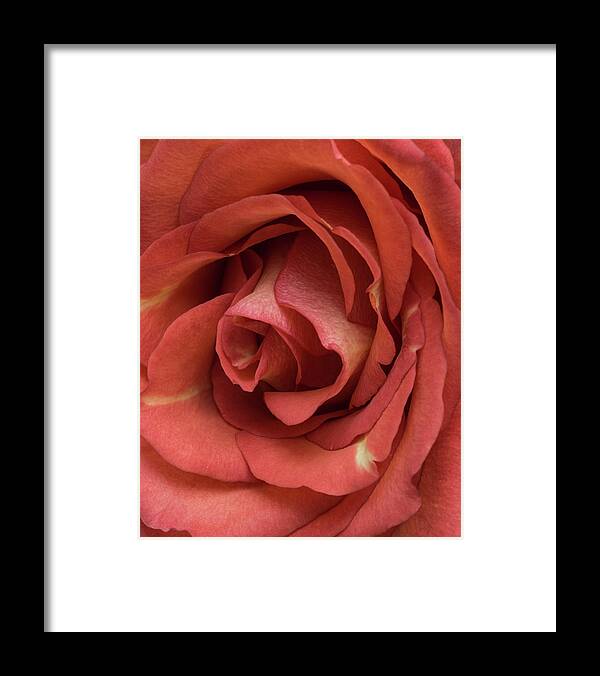 Rose Framed Print featuring the photograph Red Rose by John Roach