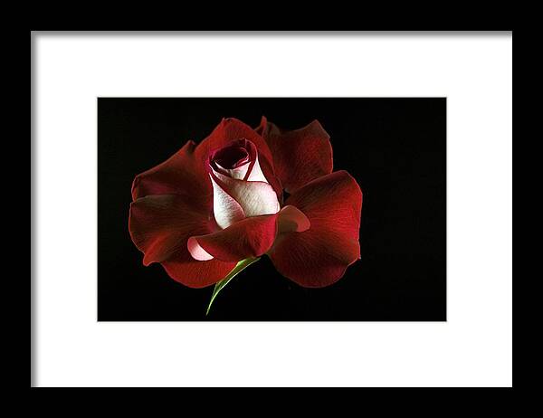 Rose Framed Print featuring the photograph Red Rose Petals by Elsa Santoro