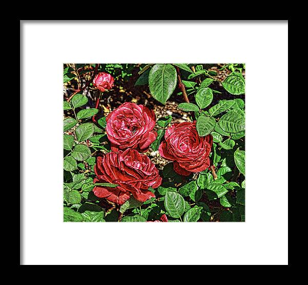 Linda Brody Framed Print featuring the digital art Red Roses Abstract 1 by Linda Brody