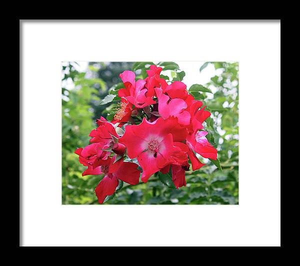 Rose Framed Print featuring the photograph Red roses by Ellen Tully