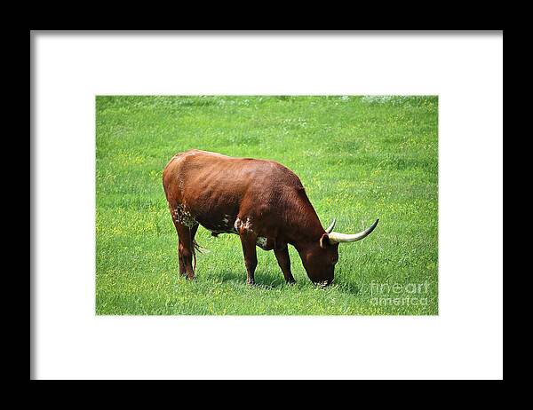 Long Horn Cow Framed Print featuring the photograph Red Rover by Susan Herber
