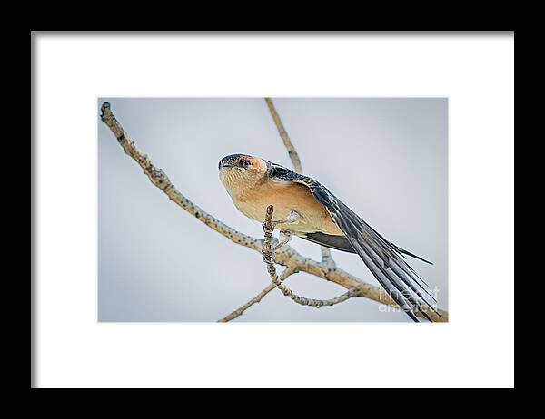 Animalia Framed Print featuring the photograph Red-rumped swallow by Jivko Nakev