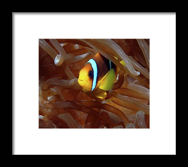 Red Sea Clownfish Framed Print featuring the photograph Red Sea Clownfish, Eilat, Israel 8 by Pauline Walsh Jacobson