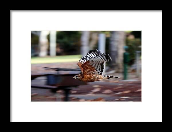 Red-shouldered Hawk Framed Print featuring the photograph Red-Shouldered Hawk Flying By by Christy Pooschke