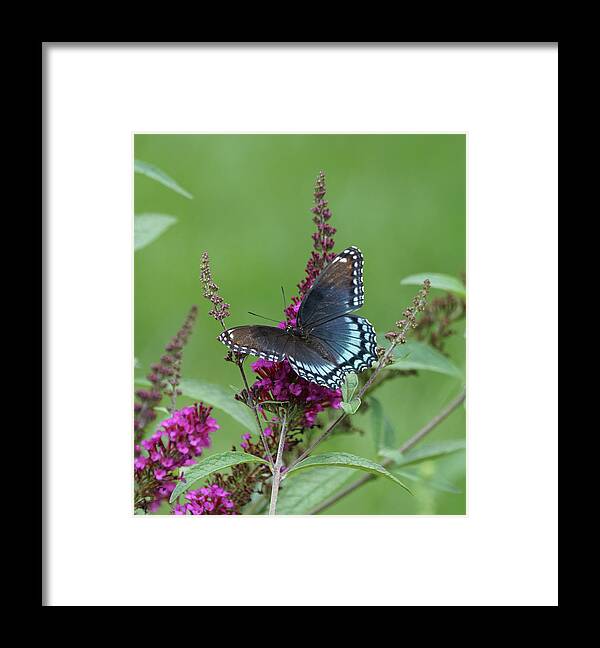 Red-spotted Purple Butterfly Framed Print featuring the photograph Red-spotted Purple Butterfly on Butterfly Bush by Robert E Alter Reflections of Infinity