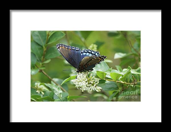 Red-spotted Purple Butterfly Framed Print featuring the photograph Red-spotted Purple Butterfly on Privet Flowers by Robert E Alter Reflections of Infinity