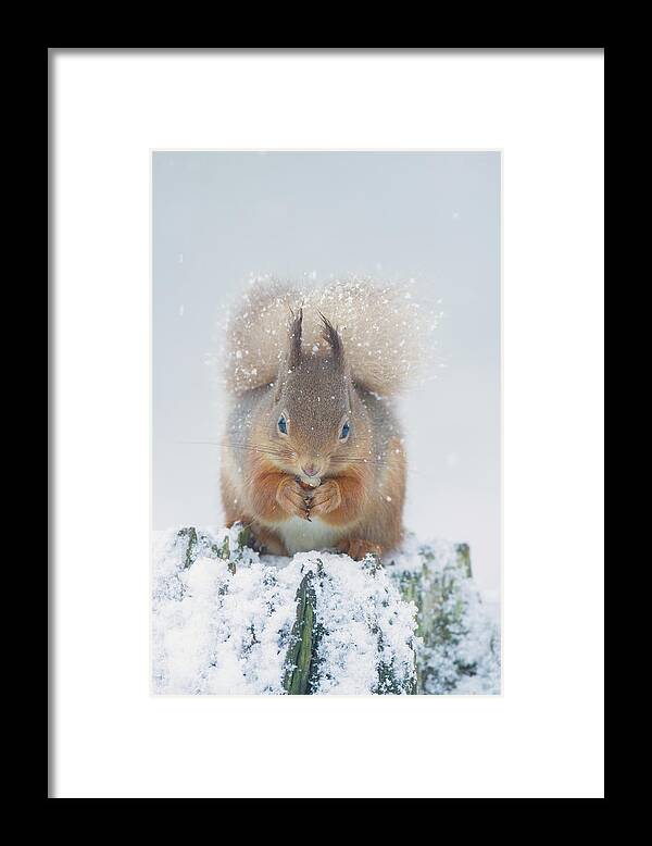 Red Framed Print featuring the photograph Red Squirrel Nibbles A Nut In The Snow by Pete Walkden
