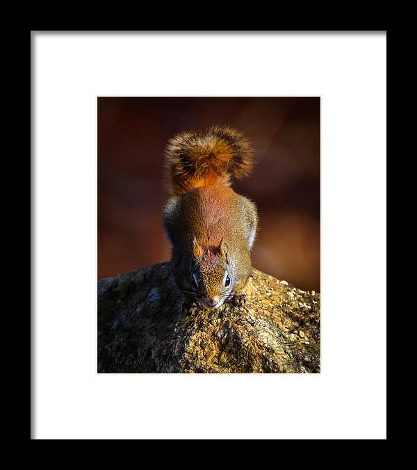 Animal Framed Print featuring the photograph Red Squirrel On A Rock by Bob Orsillo