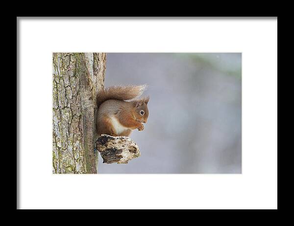 Red Framed Print featuring the photograph Red Squirrel On Tree Fungus by Pete Walkden