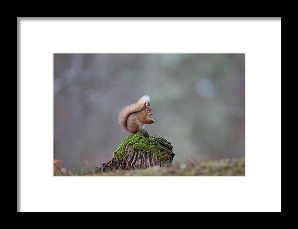 Red Framed Print featuring the photograph Red Squirrel Peeling A Hazelnut by Pete Walkden