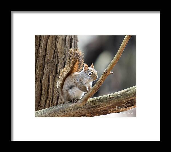 Squirrel Framed Print featuring the photograph Red Squirrel by Phil Spitze