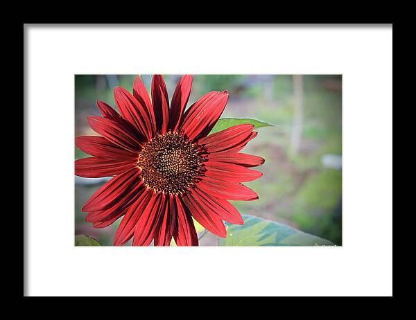 Red Framed Print featuring the photograph Red Sunflower by April Burton