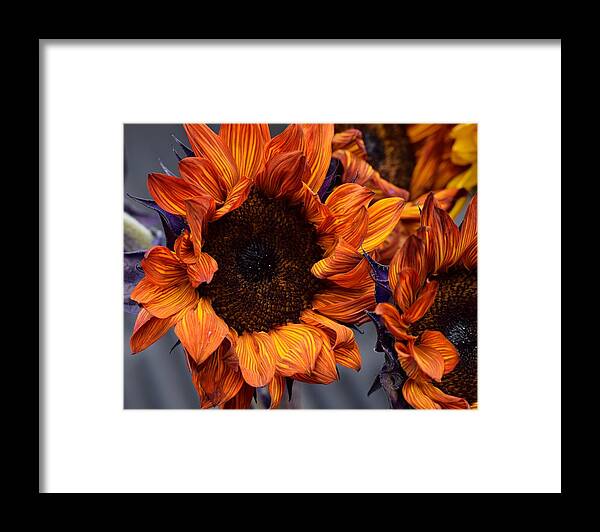 Flowers Framed Print featuring the photograph Red Sunflowers by Jimmy Chuck Smith