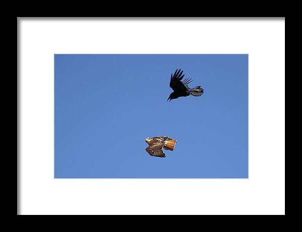 Nature Photography Framed Print featuring the photograph Red Tail and Raven by MH Ramona Swift