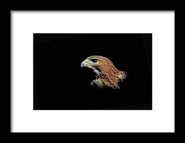 Hawks Framed Print featuring the photograph Red Tail Hawk by Stuart Harrison