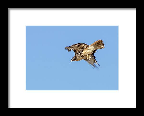 Hawk Framed Print featuring the photograph Red Tailed Hawk 2 by Rick Mosher