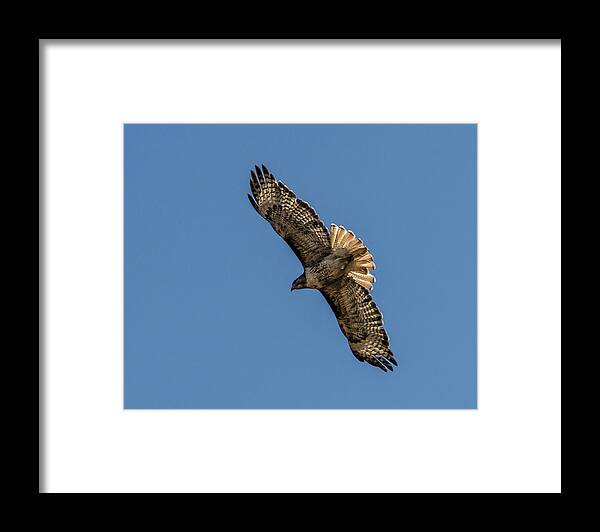 Hawk Framed Print featuring the photograph Red Tailed Hawk 3 by Rick Mosher