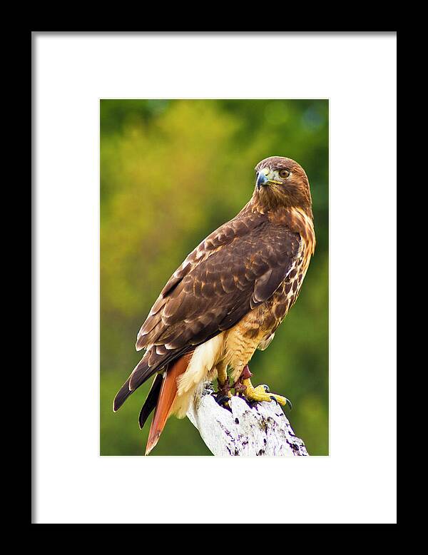 Red Tailed Hawk Framed Print featuring the photograph Red-Tailed Hawk by Bill Barber