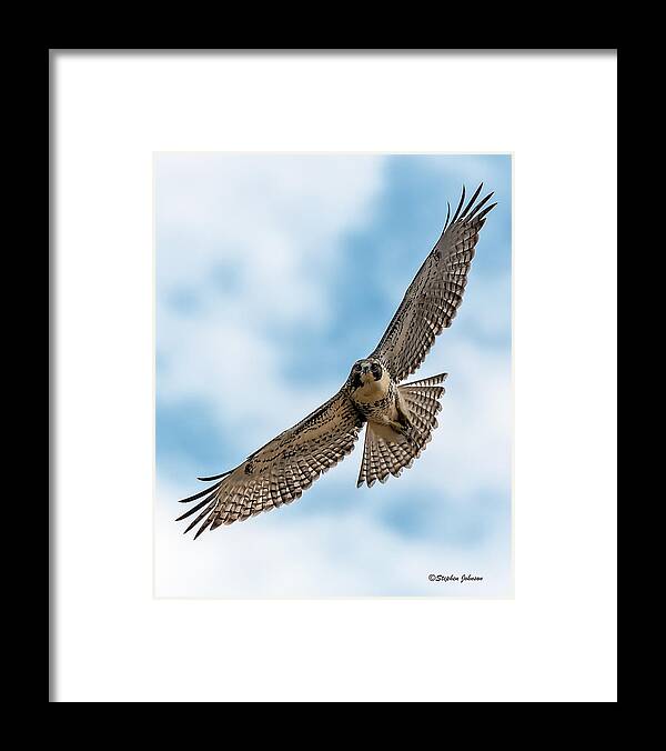Hawk Framed Print featuring the photograph Red-tailed Hawk Coming At Me by Stephen Johnson