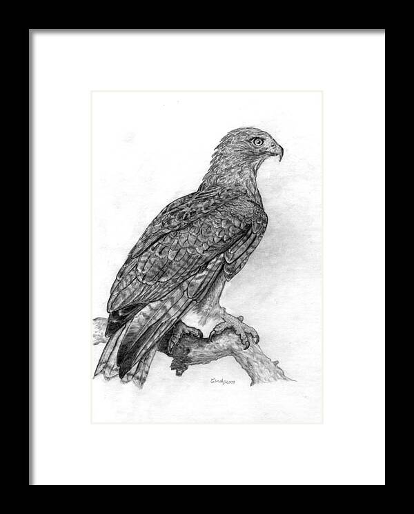 Hawk Framed Print featuring the drawing Red Tailed Hawk by Cynthia Lanka