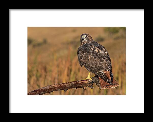 Buteo Framed Print featuring the photograph Red-tailed Hawk in Morning Light by Dawn Key