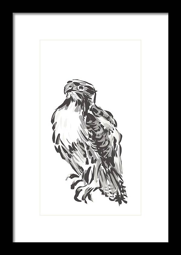 Hawk Framed Print featuring the drawing Red Tailed Hawk in Neutral Grey by Thomas Hamm