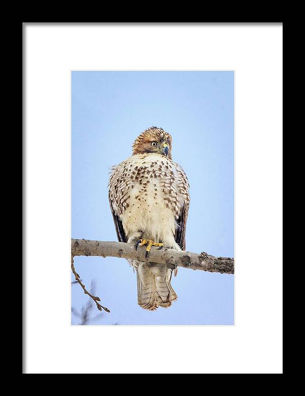 Backyard Framed Print featuring the photograph Red Tailed Hawk in Tree by Joni Eskridge
