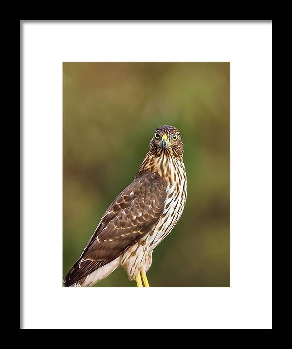 Amelia Island Framed Print featuring the photograph Red-Tailed Hawk by Peter Lakomy