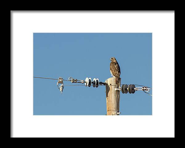 Hawk Framed Print featuring the photograph Red Tailed Hawk by Rick Mosher