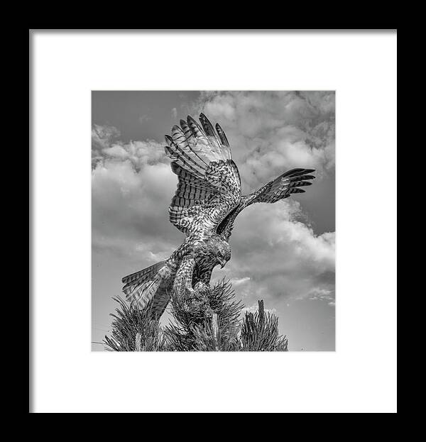 Hawk Framed Print featuring the photograph Red tailed Hawk Wings BW by Rick Mosher