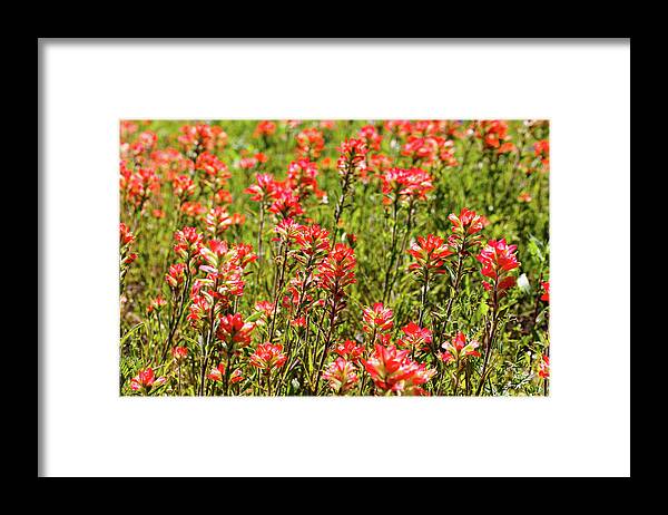 Austin Framed Print featuring the photograph Red Texas Wildflowers by Raul Rodriguez