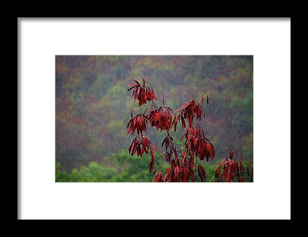 Alabama Photographer Framed Print featuring the digital art Red Tree in the Rain by Michael Thomas