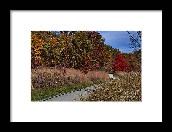 West Park Framed Print featuring the photograph Red Tree on Park Path by Amy Lucid