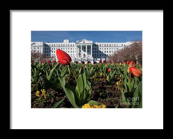 Photography Framed Print featuring the photograph Red Tulip at the Greenbrier by Laurinda Bowling