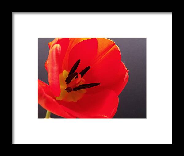 Red Framed Print featuring the photograph Red Tulip III by Anna Villarreal Garbis