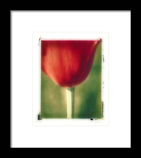 Spring Framed Print featuring the photograph Red Tulip by Joye Ardyn Durham