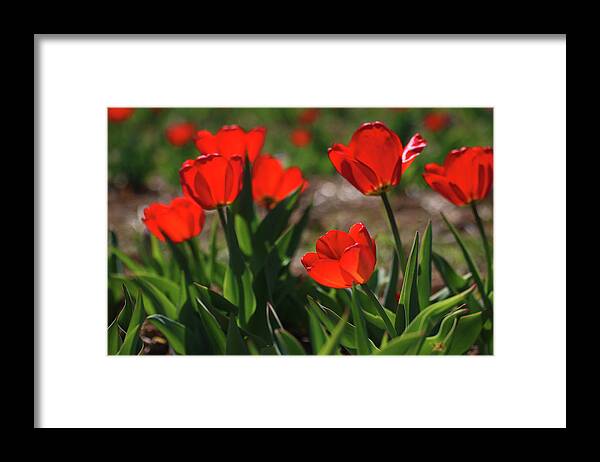 Laurie Lago Rispoli Framed Print featuring the photograph Red Tulips in Spring by Laurie Lago Rispoli