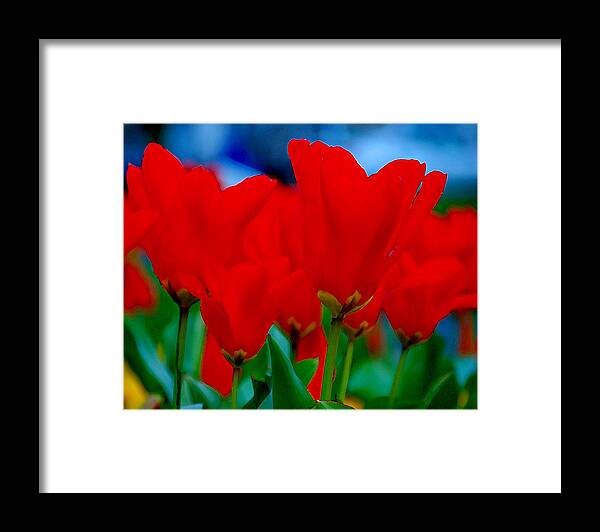 Tulips Framed Print featuring the photograph Red Tulips by JoAnn Lense
