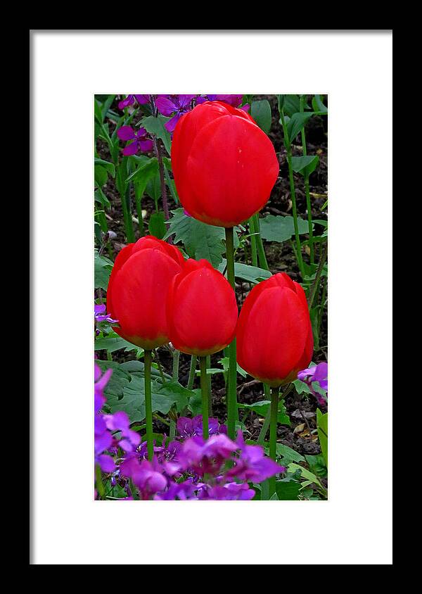 Tulips Framed Print featuring the photograph Red Tulips by John Topman