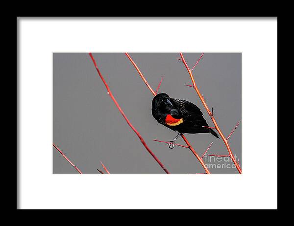 Red-winged Blackbird Framed Print featuring the photograph Red Twigs by Jim Garrison