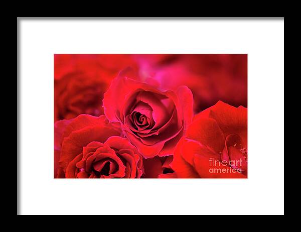 Roses Framed Print featuring the photograph Red Velvet by Charuhas Images