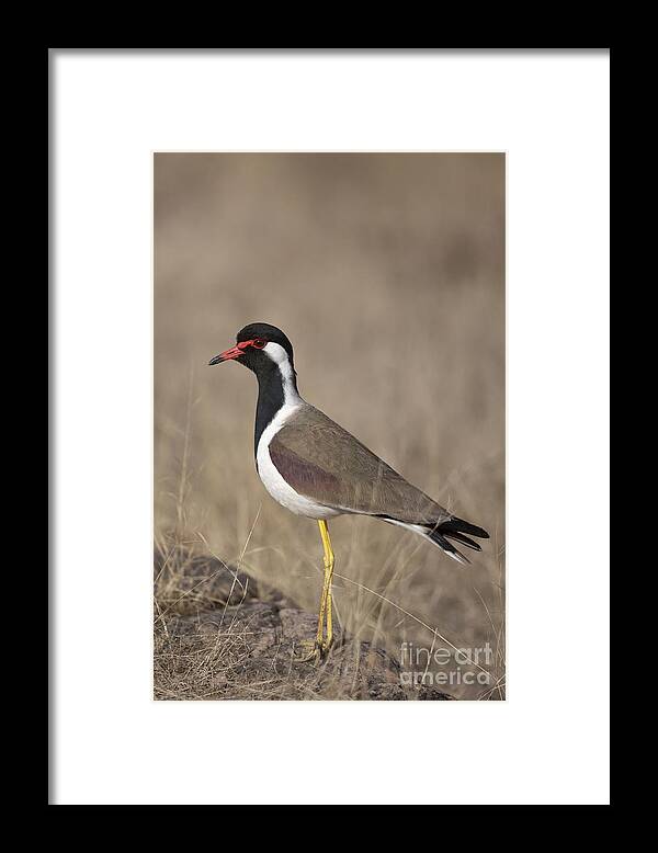 Red-wattled Lapwing Framed Print featuring the photograph Red-wattled Lapwing by Bernd Rohrschneider/FLPA