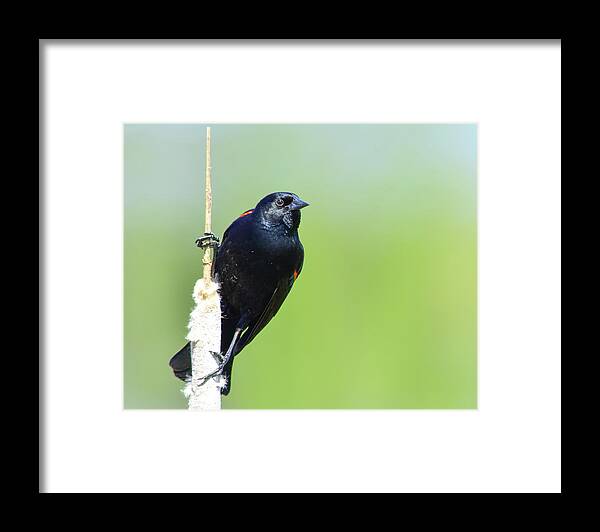 Red-winged Blackbird Framed Print featuring the photograph Red-winged Blackbird 3 by Alan C Wade