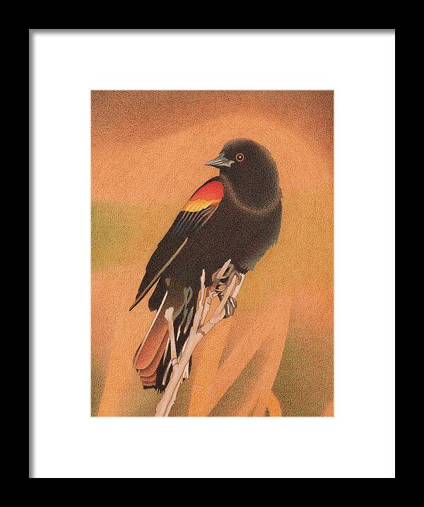 Art Framed Print featuring the drawing Red-winged Blackbird 3 by Dan Miller