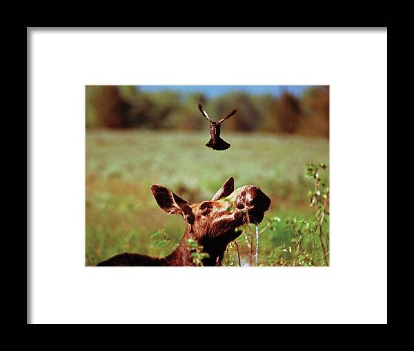 Moose Framed Print featuring the photograph Red-Winged Blackbird Attacking Moose by Ted Keller
