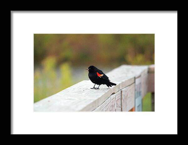 Red-winged Blackbird Framed Print featuring the photograph Red Winged Blackbird by Cynthia Guinn