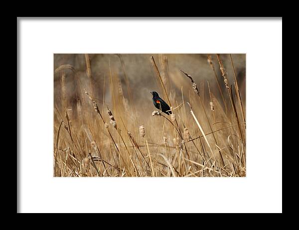Red Winged Blackbird Framed Print featuring the photograph Red Winged Blackbird by Ernest Echols